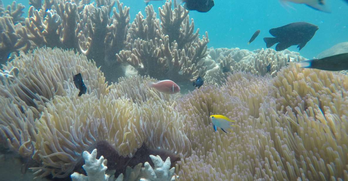Snorkeling Cham Island: Snorkeling Tour by Speed Boat - Key Things to Know Before You Go