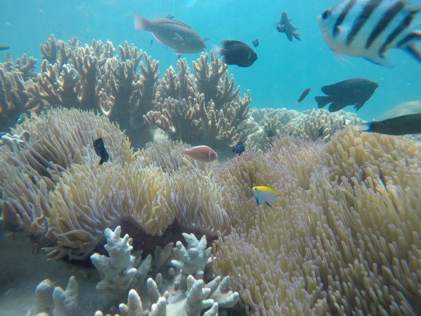 Snorkeling Cham Island: Snorkeling Tour by Speed Boat - Speed Boat Transfer: Fast Water Time and Splash Factor