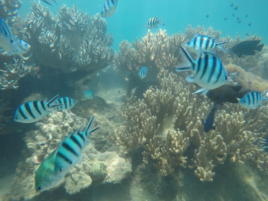 Snorkeling Cham Island: Snorkeling Tour by Speed Boat - Who This Tour Suits Best (and Who Should Skip It)