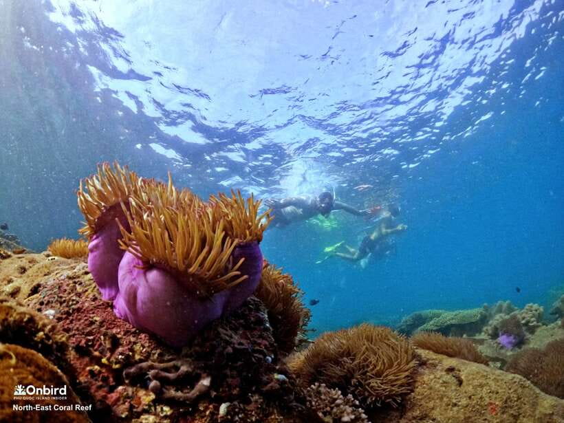 South Phu Quoc: Pro Snorkeling Tour by Speedboat - Who this tour is perfect for (and who should skip it)