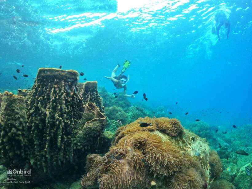 South Phu Quoc: Pro Snorkeling Tour by Speedboat - The small-group setup: coaching that works for novices and fast swimmers