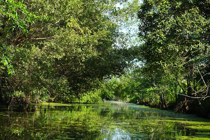 Southern Forest Tour – Explore Hau Giang Nature - What You See: Plants, Birds, and the Stuff That Makes the Forest Feel Alive