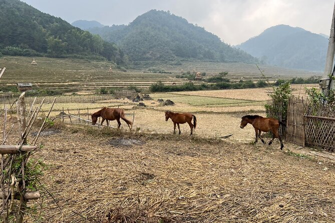 Trekking Ban Gioc Waterfall to Hidden Village on Unique Route - Ban Gioc itself: why the Vietnam–China border makes it unforgettable