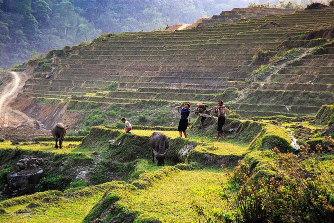 Trekking Through Rice Terraced Fields - 1Day - The walk itself: what it feels like, and how to prepare