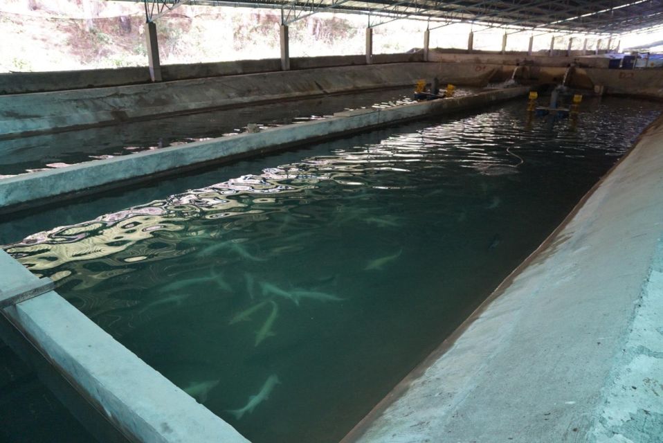 Trekking to Hidden Waterfall & Sturgeon Farm for dog-lovers - Sturgeon farm visit: learning how an ingredient turns into caviar