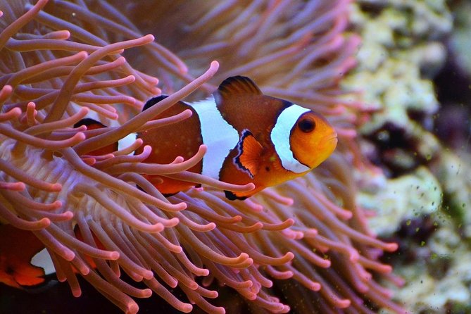 V.I.P Snorkeling & Fishing Tour ( Speed Boat ) Minimum 02 people - Mot Island Fishing: Gear Included, Big-Fish Dreams Optional