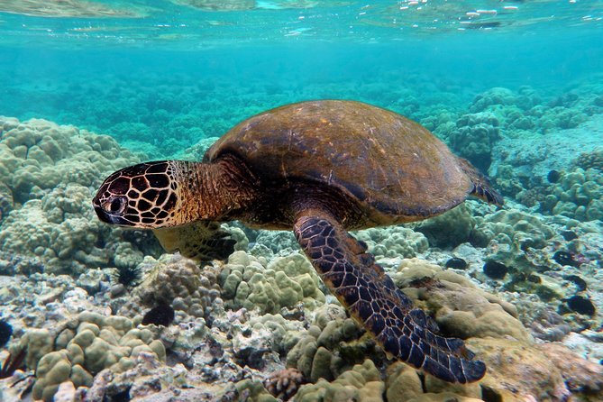 V.I.P Snorkeling & Fishing Tour ( Speed Boat ) Minimum 02 people - Bamboo Island Lunch at Con Se Tre: Seafood, Clay Pot Pork, and a Slow Beach Moment