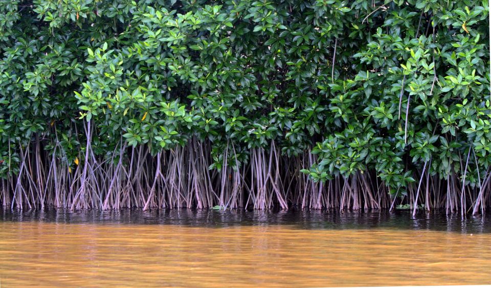Vam Sat Mangrove Forest Private Tour from Ho Chi Minh City - Price and value: is $139 per person worth it?