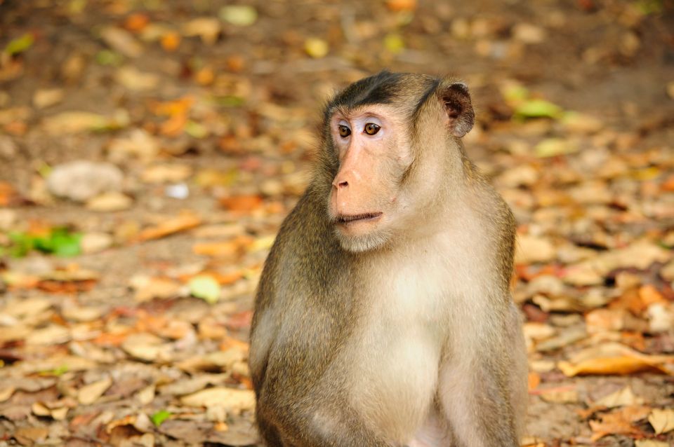 Vam Sat Mangrove Forest Private Tour from Ho Chi Minh City - A 7-hour nature escape from Ho Chi Minh City