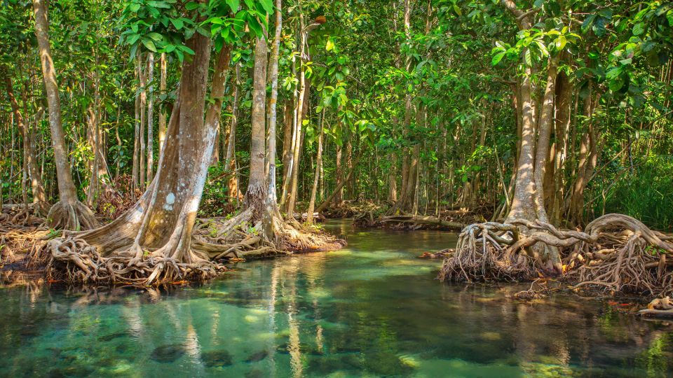 Vam Sat Mangrove Forest Private Tour from Ho Chi Minh City - Mangrove walks and that private riverside lunch break