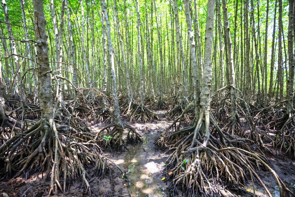 Vam Sat Mangrove Forest Private Tour from Ho Chi Minh City - The ride south: making the day start before you arrive