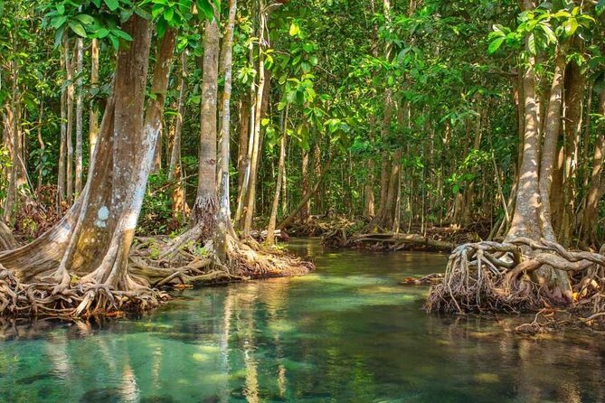Vam Sat Mangrove Forest - VIP Private Tour - Canoe glide in Can Gio’s mangroves: why this part is worth the time