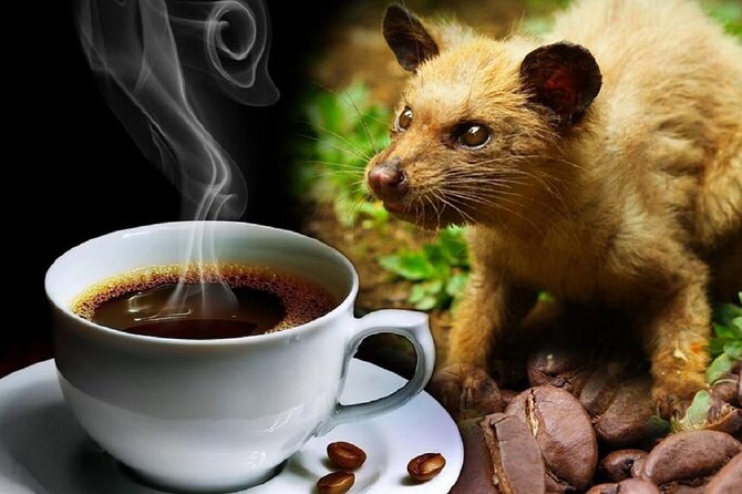 Vietnamese Culture and Coffee Making Class - Who should book this Hoi An coffee workshop