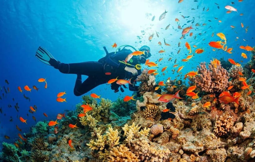 Visit Cham Islands & Snorkelling & Scuba Diving - Practical tips so you have a smoother day