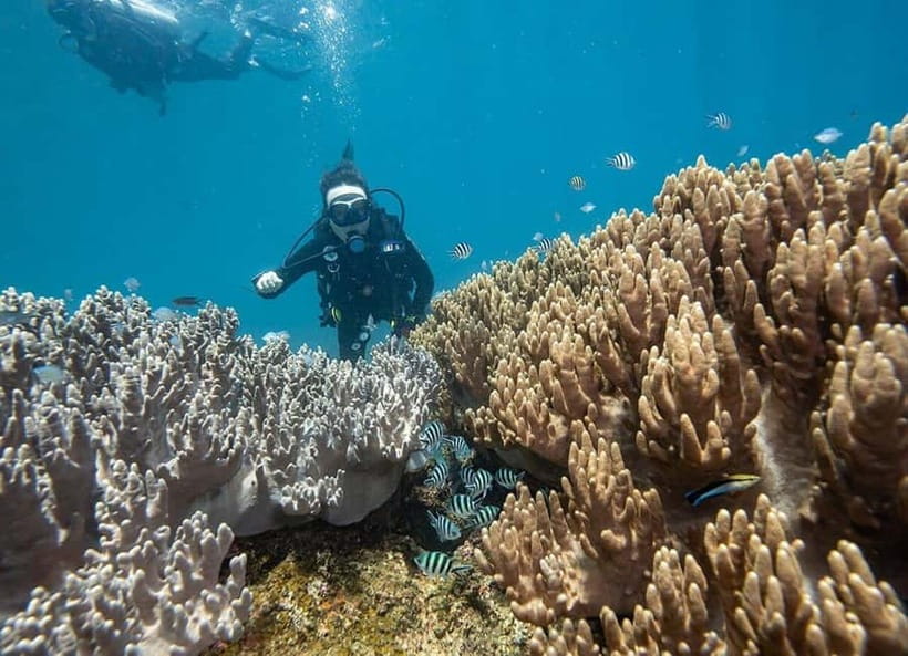Visit Cham Islands & Snorkelling & Scuba Diving - Who this trip fits best (and who should think twice)