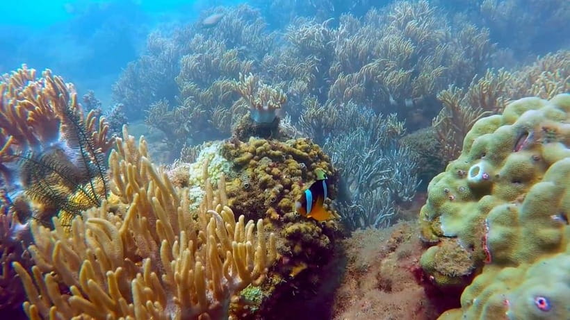 Visit Cham Islands & Snorkelling & Scuba Diving - Lang Island and the Marine Sanctuary: fossils, not just fish